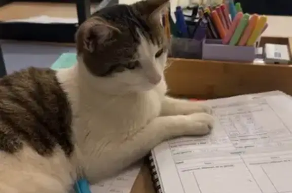 Animaux perdus Villetelle, photo: Chat blanc tacheté disparu à Villetelle