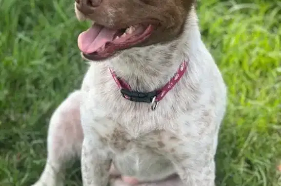 Lost pets , photo: Lost Dog: White & Brown, Pink Collar