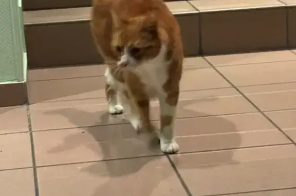 Animaux trouvés Rennes, photo: Chat roux craintif trouvé à Rennes