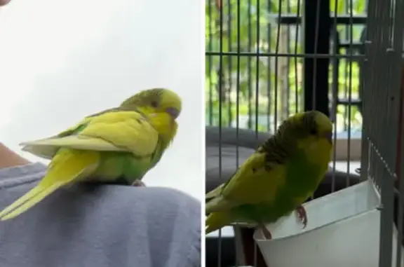 Lost pets Singapore, photo: Friendly Lost Bird: Yellow & Green, Call Now!