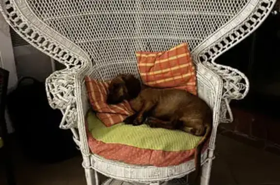 Chien perdu Diémoz, photo : Teckel fauve disparu à Diémoz