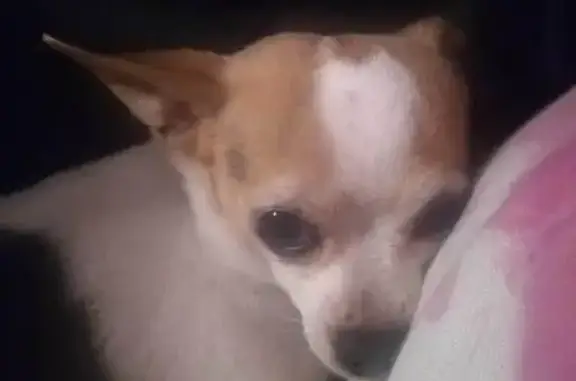 Missing dog Dothan, photo: Lost Dog on Honeysuckle Rd, Dothan