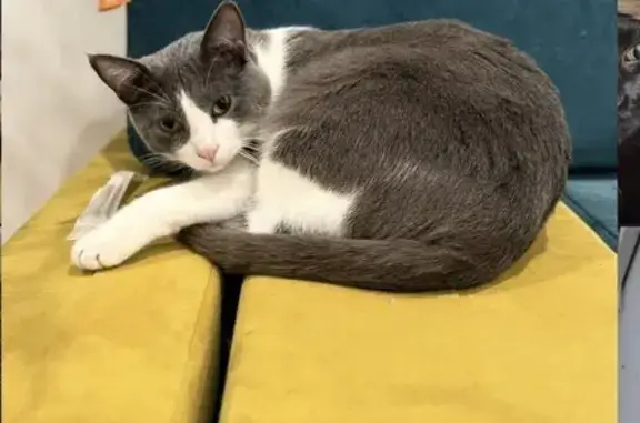 Lost Gray & White Tuxedo Cat - Help Find!