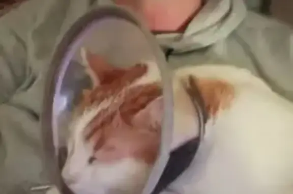 Chat perdu blanc et roux à Tomblaine - photo
