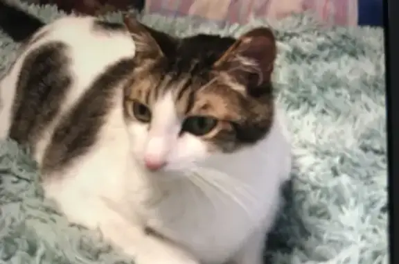 Missing cat Forty Fort, photo: Missing Cat: White & Brown, Center St.