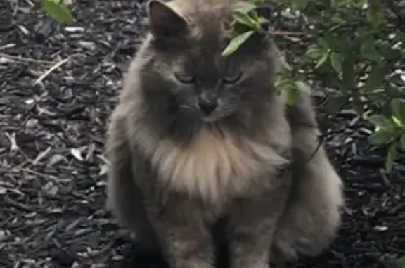 Lost Feral Cat: Help Find Her in Smithtown