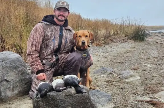 Lost Red Lab - Friendly, Stillwater Area