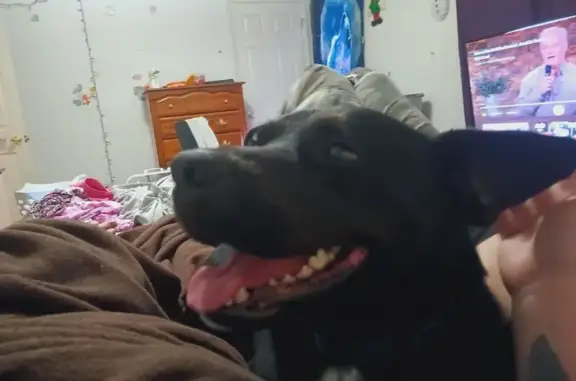 Lost Black Dog: Friendly, Loves Hugs!