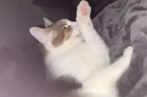 Missing: Chunky Cat with Brown Patches