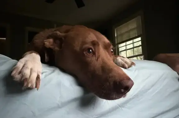 Friendly Brown Pit Mix Missing on Dent St.