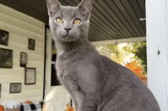 Lost Friendly Cat: Gold Eyes, Alice Ave