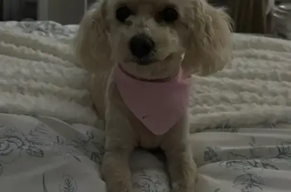 Lost Dog: Pink Bandana in Edinburg