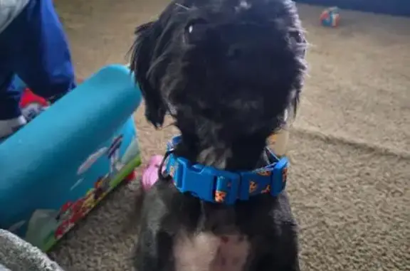 Found dog Harwood Heights, photo: Found Young Male Shih Tzu in Harwood Hts