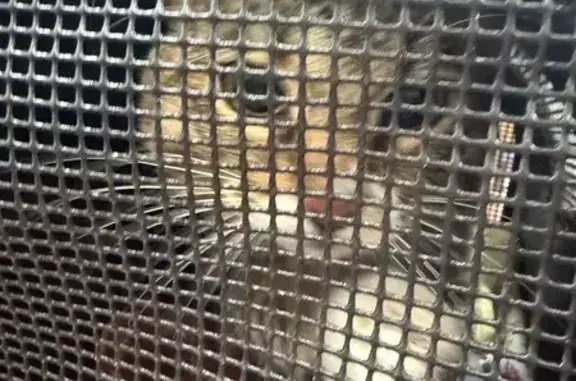 Gato dócil encontrado en Premi...