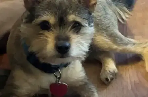 Missing Dog: Blonde Mohawk, Blue Collar