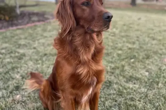 Lost Golden Irish: Axel, Friendly & Trained