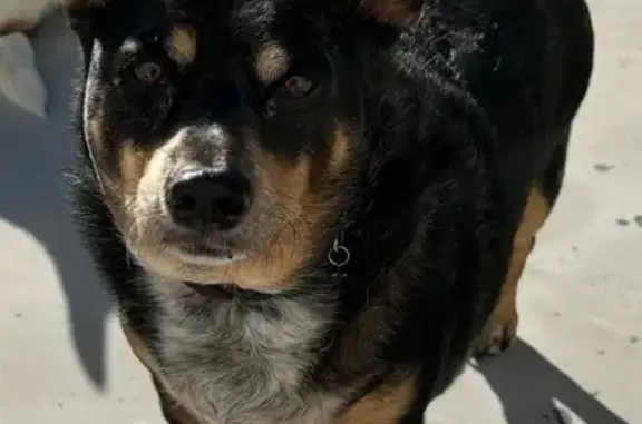 Lost Dog: Black Tan Brindle in Orlando