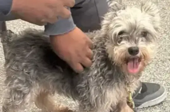 Missing dog Detroit, photo: Lost Dog Alert: Gray & Tan in Detroit