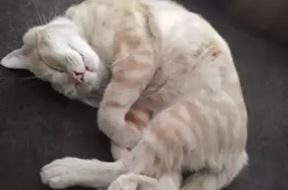 Lost pets Port Adelaide Enfield, photo: Lost Ginger Cat: Help Find Him in Enfield!