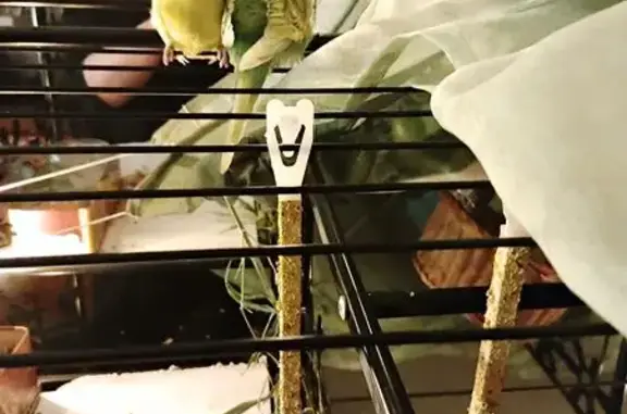 Animaux perdus , photo: Oiseau perdu à Clermont-Ferrand