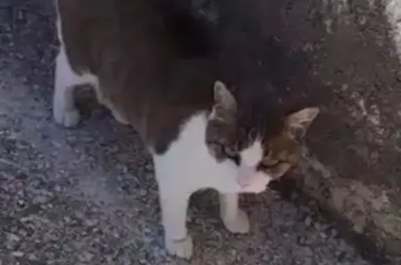 Animaux perdus , photo: Chatte blanche et grise perdue à Sanary