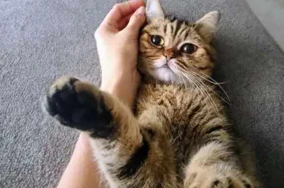 Зникла кішка: винагорода 100$ за повернення