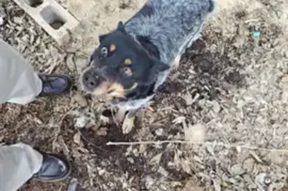 Lost Dog: Chubby, Orange-Eyed on Wunder St - photo