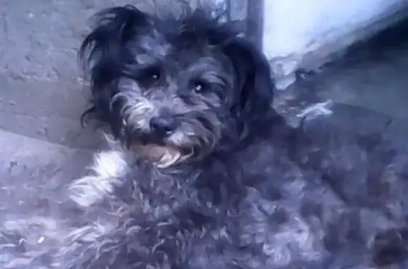 Perros perdidos, , foto: Perrita Mayor Perdida en Lomas de la Estancia