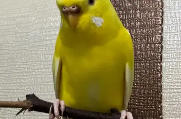 Lost pets Singapore, photo: Timid Yellow Budgie Lost in Bedok