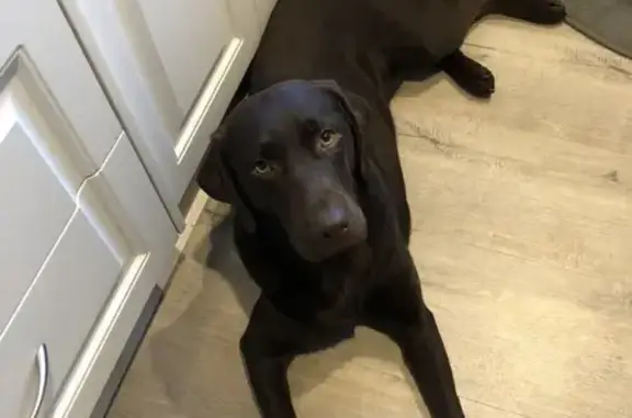 Lost Chocolate Labrador on Main South Rd
