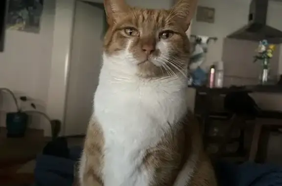 Lost Orange Cat with Crooked Tail in Fremantle