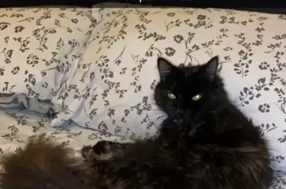 Lost Fluffy Cat: Black, Brown & White