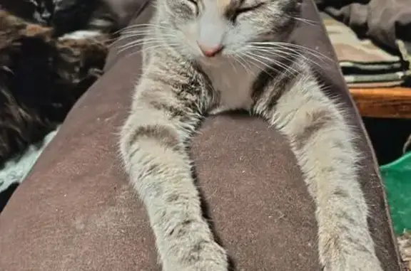 Chat perdu, sociable, Rue du Rosemont - photo