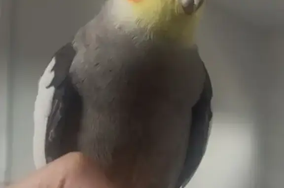 Lost Cockatiel 'Spiky' in Greystanes
