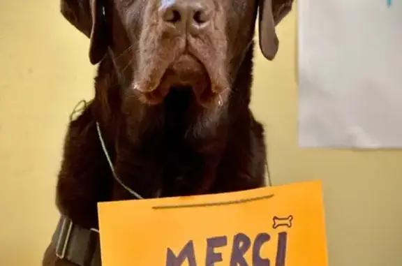 Animaux perdus Albi, photo: Labrador chocolat 7 ans perdu à Albi