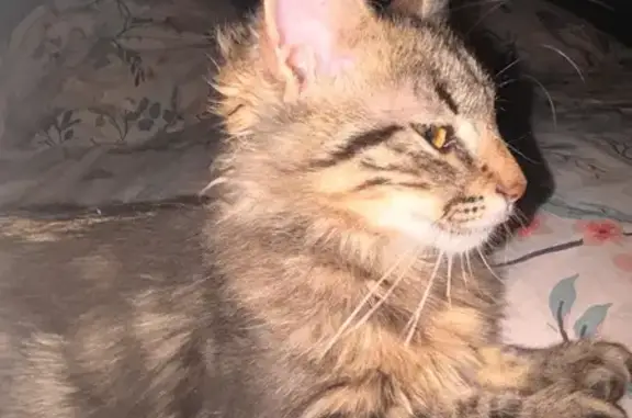 Animaux perdus Cruas, photo: Chaton perdu, Cruas, rue des Bas Ilons