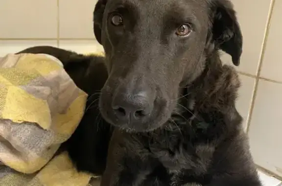 Animaux trouvés , photo: Labrador mâle trouvé à Villentrois
