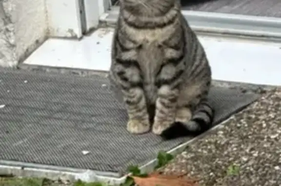 Chat perdu à Perpignan, Passage Grillons - photo