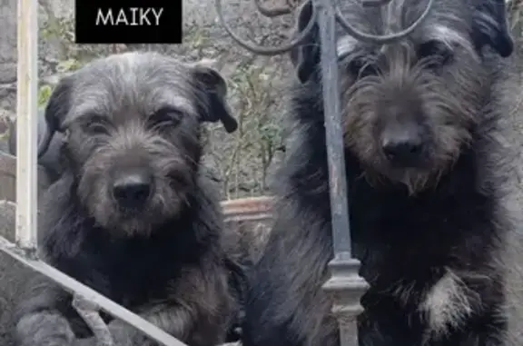 Perros perdidos, Naucalpan de Juarez, foto: Perro Perdido en Naucalpan: ¡Ayúdanos a Encontrarlo!