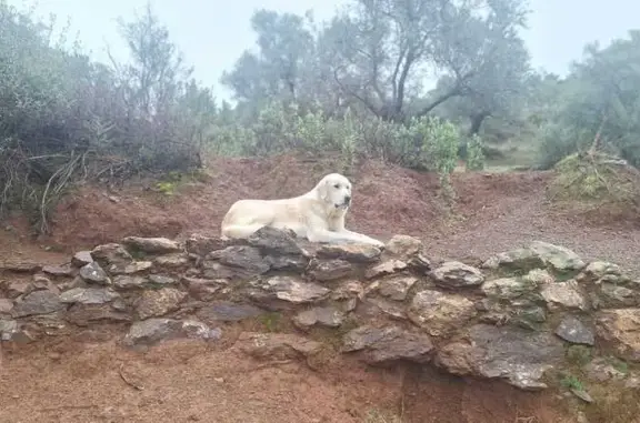 Actualizacion!!Ya encontrado y de vuelta en casa.Gracias a todos los que nos habeis ayudado. Mastin de 5 años y medio. Grande, de color blanco. Dócil y tranquilo.No llevaba collar cuando desapareció.