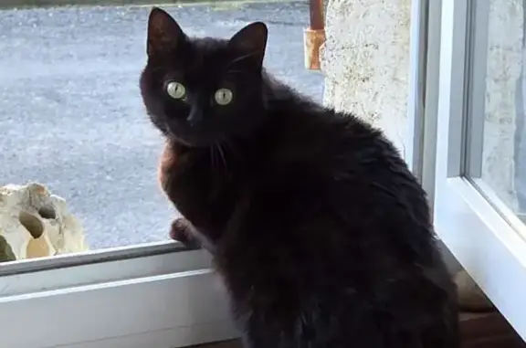 Animaux perdus , photo: Chat noir perdu, craintif, Nieulle-sur-Seudre
