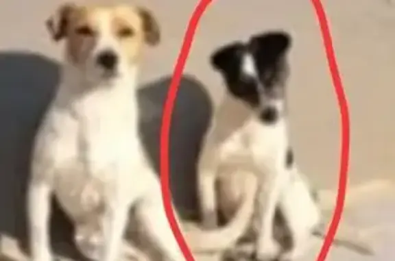 Lost Dog: Elderly Black & Whit...