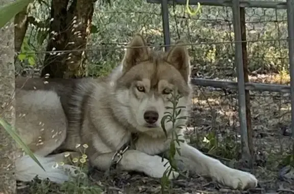 Husky cuivre et blanc perdu à Confolens - photo