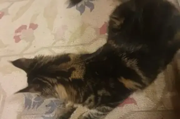 Main coon noir/crème perdu à Boucé - photo