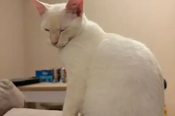 ¡Ayuda! Gato Blanco Perdido en Pantoja