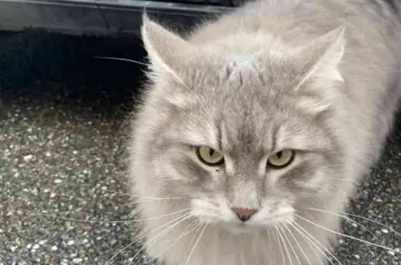 Animaux trouvés , photo: Chat gris trouvé errant à Ittenheim