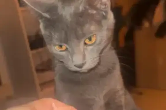 Chatte grise perdue à Gometz-le-Châtel - photo