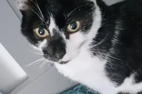 Animaux perdus Malguénac, photo: Chat noir et blanc perdu à Malguénac