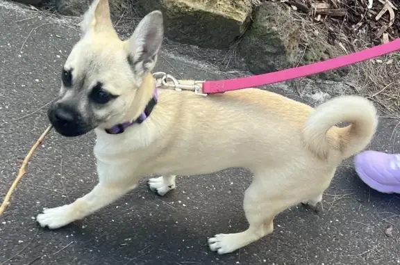 Lost pets , photo: Help Find Kailah: Missing Fawn Pup!