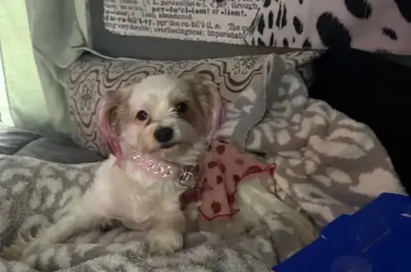 Missing dog , photo: Lost Yorkie Maltese on Schenck St